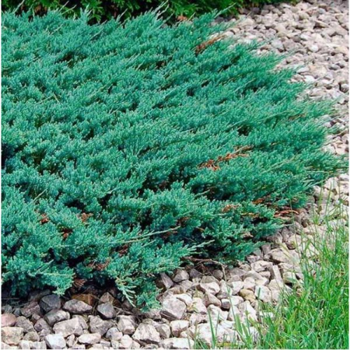 Picture of Juniperus horisontalis mix - c2 l - 20/40 cm