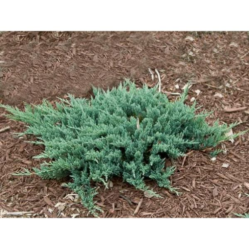 Picture of Juniperus horisontalis mix - c3 l - 20/40 cm