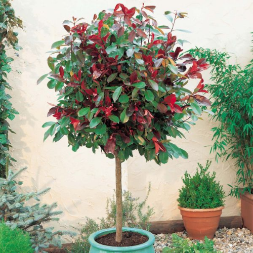 Picture of Photinia ser. Little red robin - c2 l - 20/40 cm