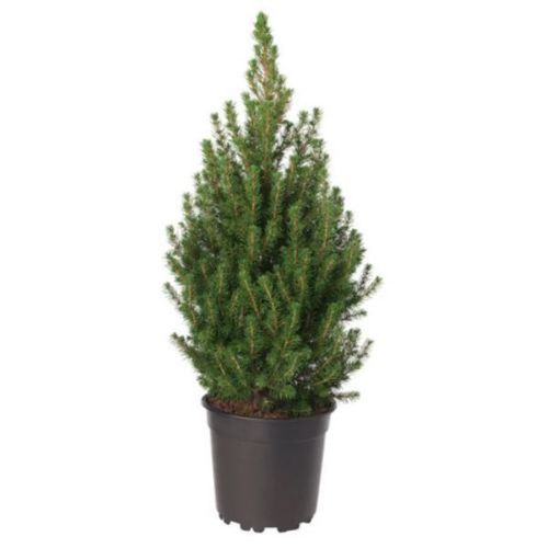 Picture of Picea glauca conica - c2 l - 20/30 cm