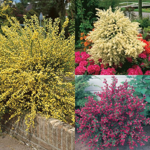 Picture of Cytisus mix - p15 - 30/40 cm