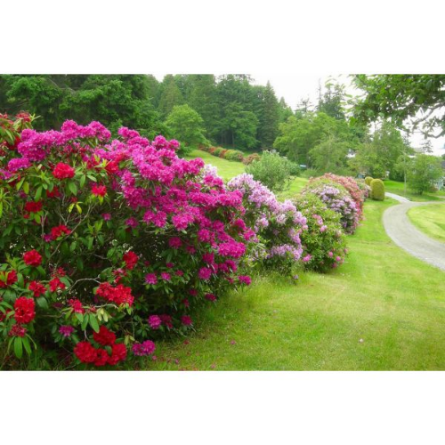 Picture of Rhododendron mix - c4 l - 30/40 cm