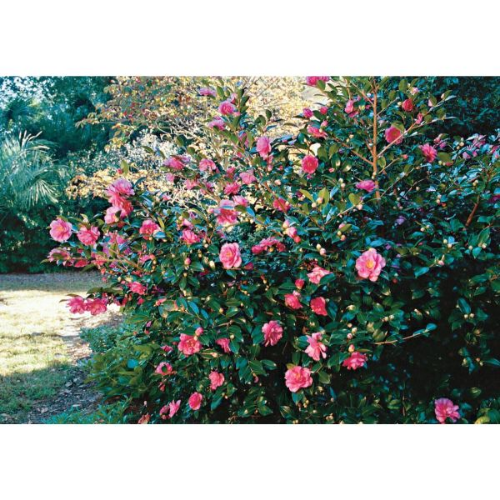 Picture of Camellia jap. Mix - c7 l - 40/60 cm