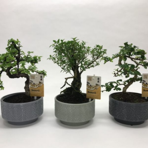Picture of Bonsai mix