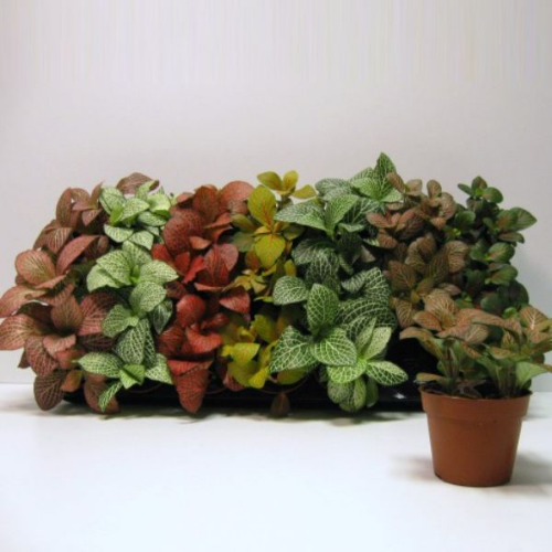 Picture of Fittonia mix 8/10
