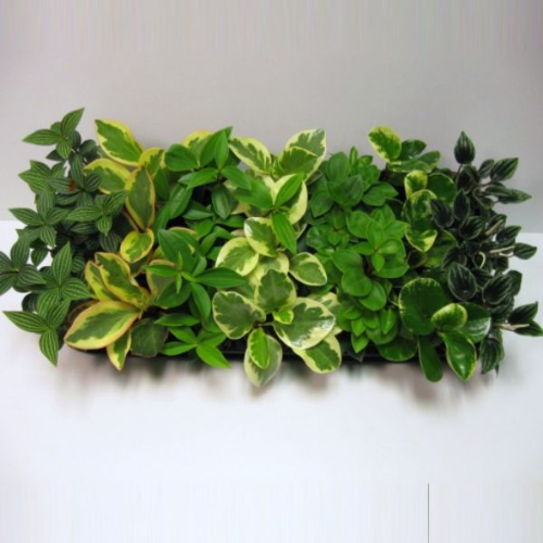 Picture of Peperomia mix
