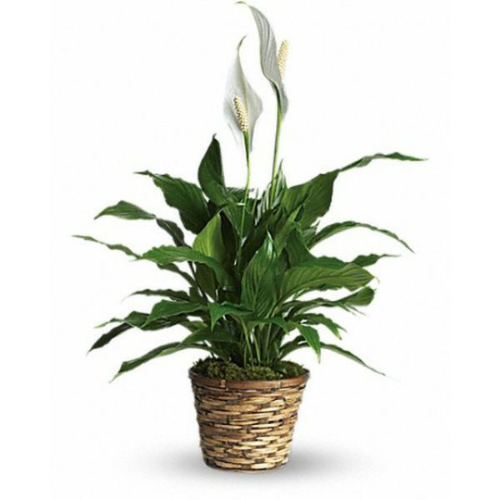 Picture of Spathiphyllum