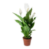 Picture of Spathiphyllum
