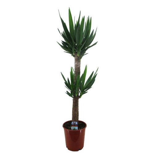 Picture of Yucca Enkele Stam 11/45
