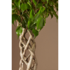 Picture of Ficus Benjamina Cilindar 30/140 TGC