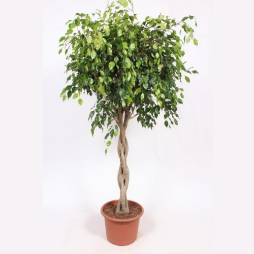 Picture of Ficus Benjamina Spirala 40/180 TGC