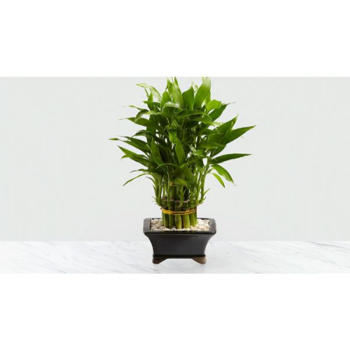 Picture of Dracaena Lucky bamboo spiral 80cm
