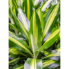 Picture of Dracaena Cintho 21/110 - 60-30-15