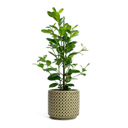 Picture of Ficus micr. Moclame rek 24/90