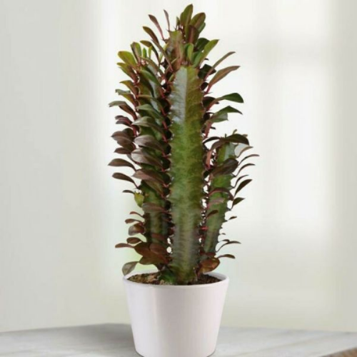 Picture of Euphorbia rubra 12/30