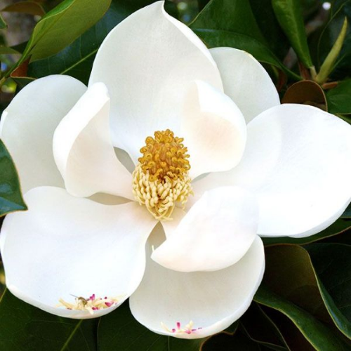 Picture of Magnolia grand. Gallisoniensisc30l kalem100cm