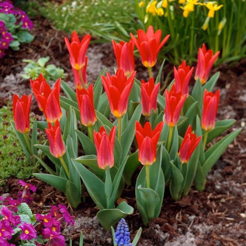 Picture of Tulipa Scarlet baby 5/1
