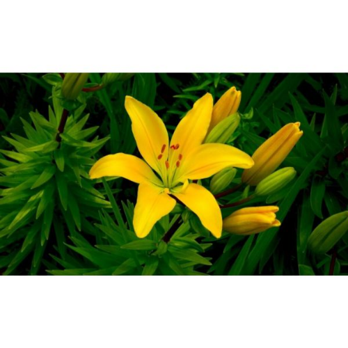 Picture of Lilium yellow 1/1