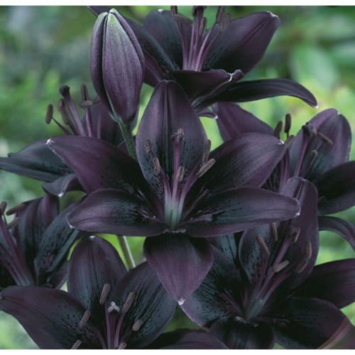 Picture of Lilium black 1/1