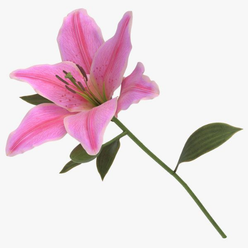 Picture of Lilium pink 1/1