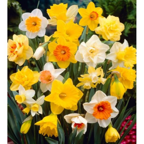 Picture of Narcissus largeflowering mix 8/1