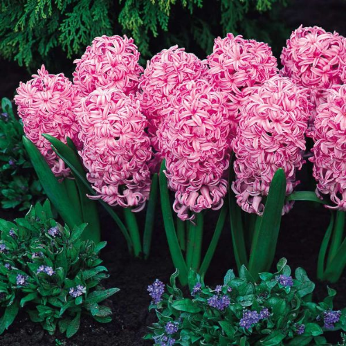 Picture of Hyacinthus pink pearl 3/1