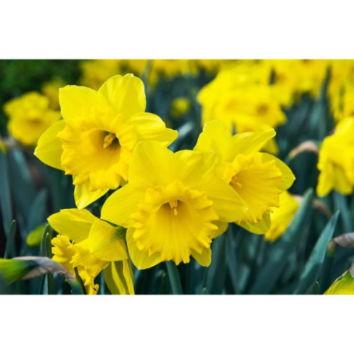 Picture of Narcissus dutch master 8/1