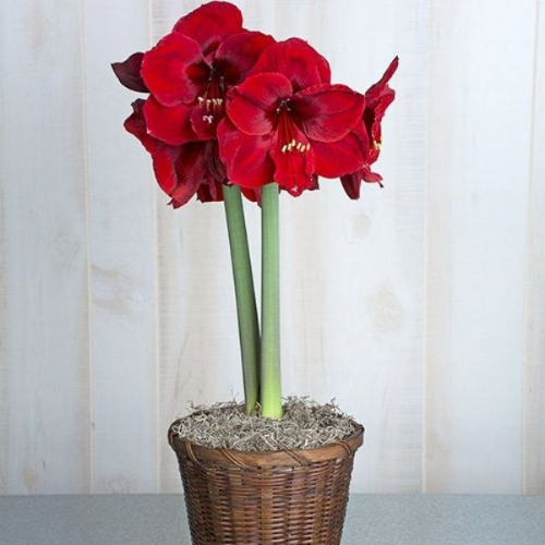 Picture of Amaryllis hippeastrum red 1/1