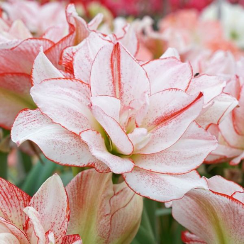 Picture of Amaryllis hippeastrum striped 1/1