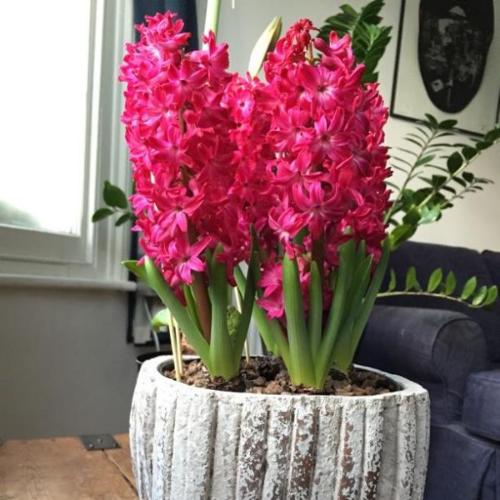 Picture of Hyacinthus jan bos 3/1