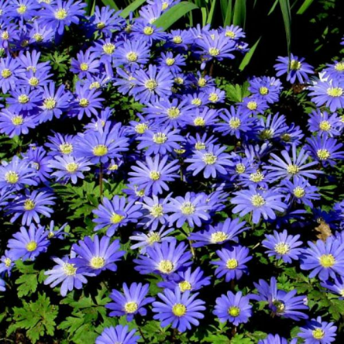 Picture of Anemone blanda blue shade 20/1