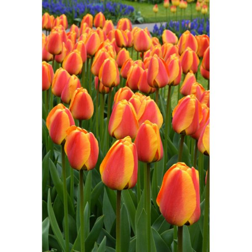 Picture of Tulipa Apeldoorn's elite 5/1
