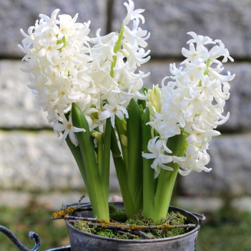 Picture of Hyacinthus carnegie 3/1