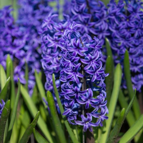 Picture of Hyacinthus blue jacket 3/1