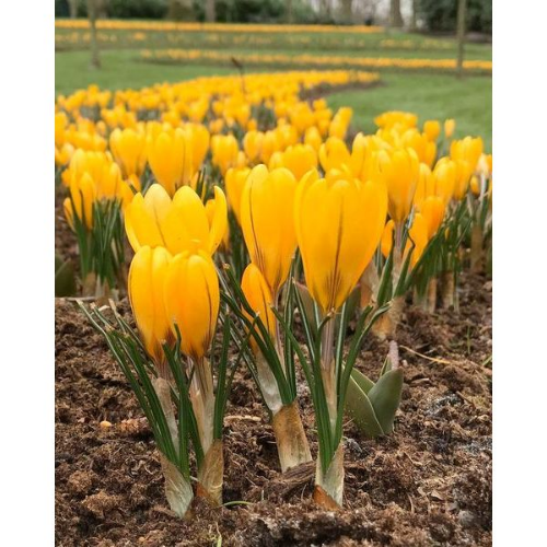 Picture of Crocus grand yellow 15/1