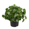 Picture of Pilea peperomioides 10/15