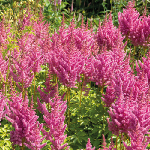 Picture of Astilbe Pink 1/1