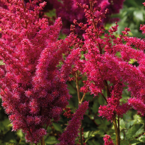 Picture of Astilbe Red 1/1