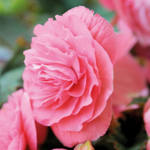 Picture of Begonia P Double Pink 3/1