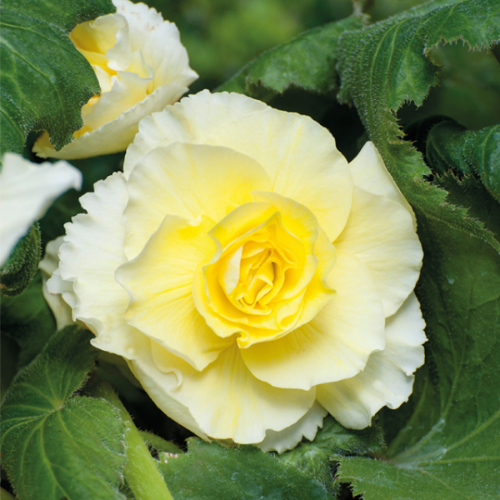 Picture of Begonia P Double Yellow 3/1