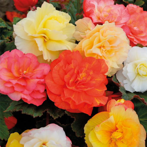 Picture of Begonia P Double Mix 3/1