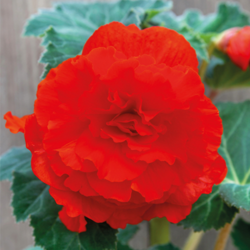 Picture of Begonia P Double Red 3/1
