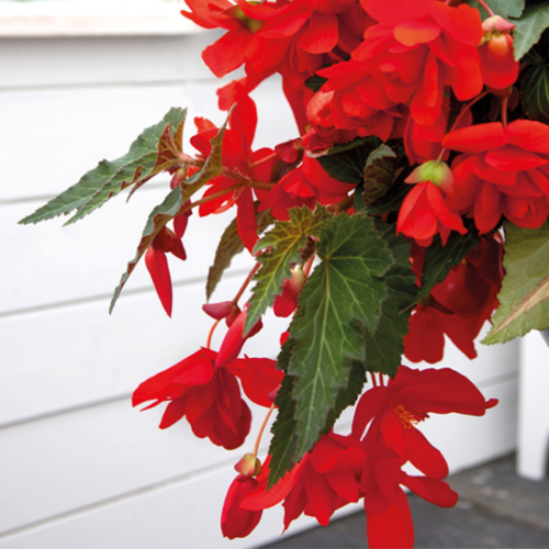 Picture of Begonia P Pendula Red 2 /1