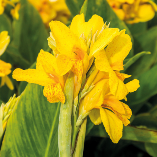 Picture of Canna P Yara 1/1
