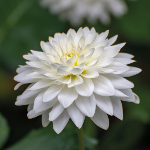 Picture of Dahlia P - Cactus White Happiness 1/1