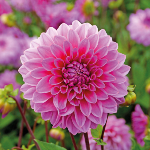 Picture of Dahlia P - Decorative Lucky Number 1/1