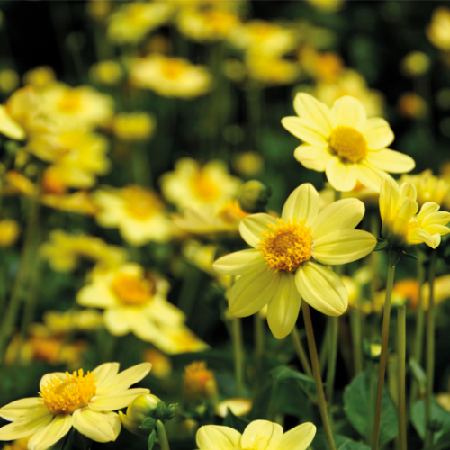 Picture of Dahlia P - Topmix Yellow 1/1