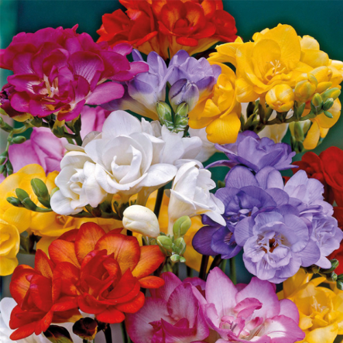 Picture of Freesia P Double Mix 12/1