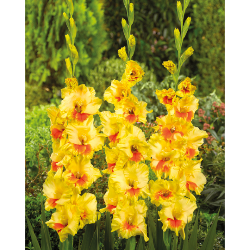 Picture of Gladiolus P Jester 8/1