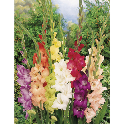 Picture of Gladiolus P Largeflowering Mix 10/1